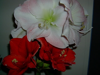 Amaryllis