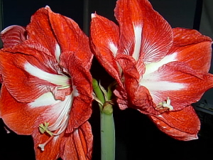 Röd o vit amaryllis.