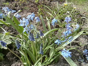 scilla och pärlhyacint