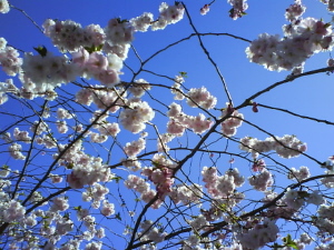 Japanska körsbärsträden blommar