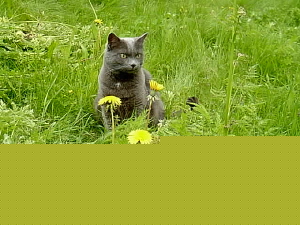 katten