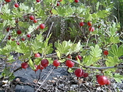 Krusbär.