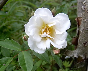 Årets första blomma på Lykkefund.