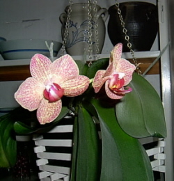 Orkideen blommar