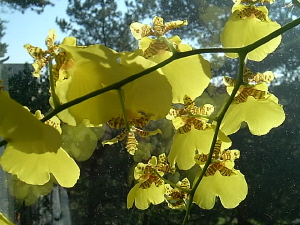 orkidee