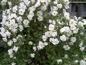 Finlands vita ros i överdådig blomning.