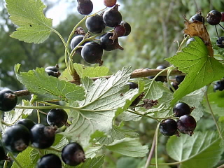 Svarta vinbär.