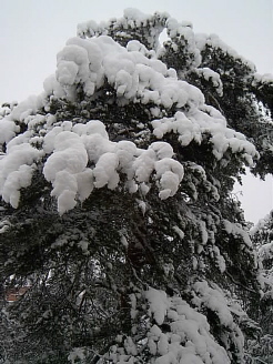 snö i tallen